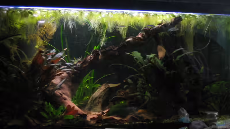 Aquarium Becken 11114 von spree (2)