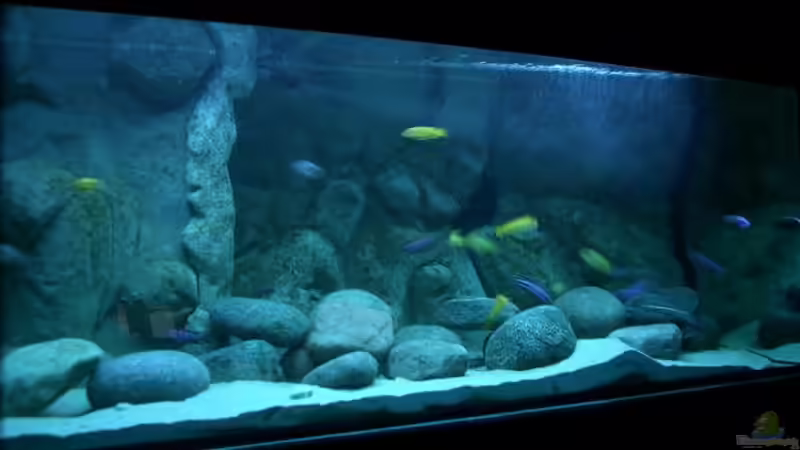 Aquarium Becken 11118 von Republic of Lake Malawi (2)