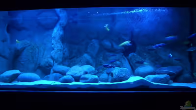 Aquarium Becken 11118 von Republic of Lake Malawi (3)
