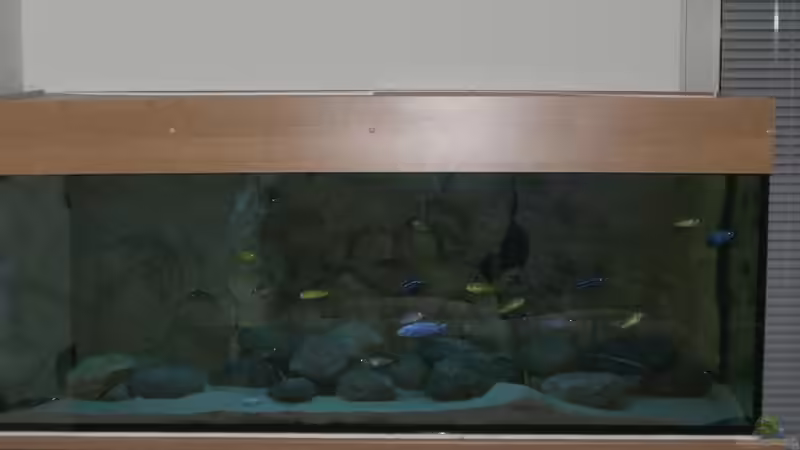 Aquarium Becken 11118 von Republic of Lake Malawi (5)