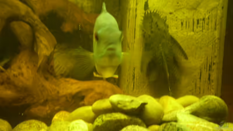 Aquarium Becken 11122 von pfauenauge36 (6)