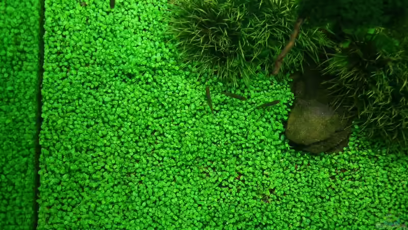 Aquarium Becken 11128 von Tutti (3)