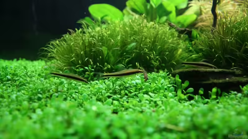 Aquarium Becken 11128 von Tutti (4)