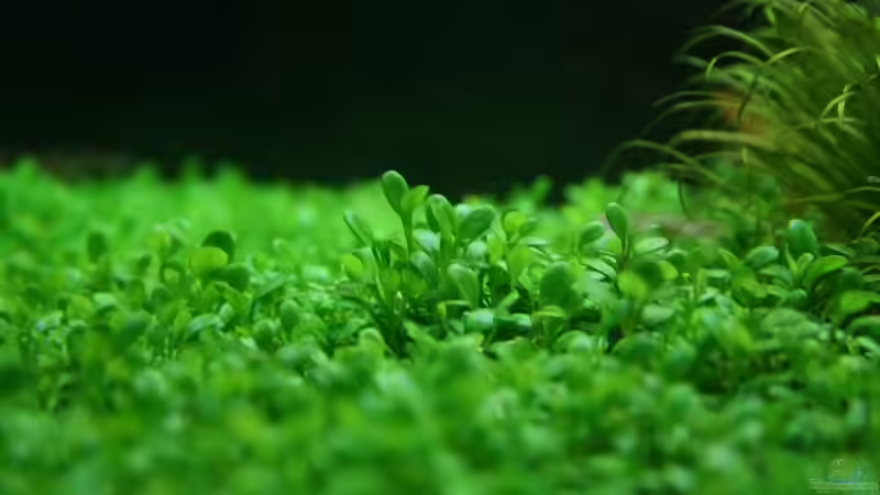 Aquarium Becken 11128 von Tutti (5)