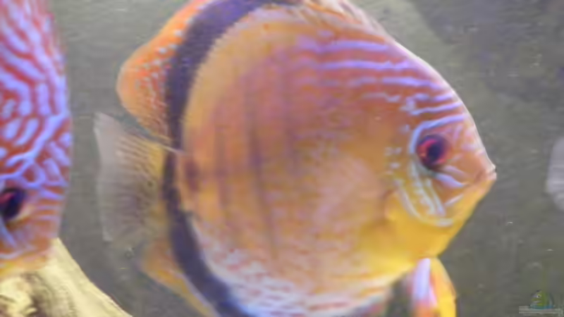 Aquarium Becken 11135 von Tummelratte (2)