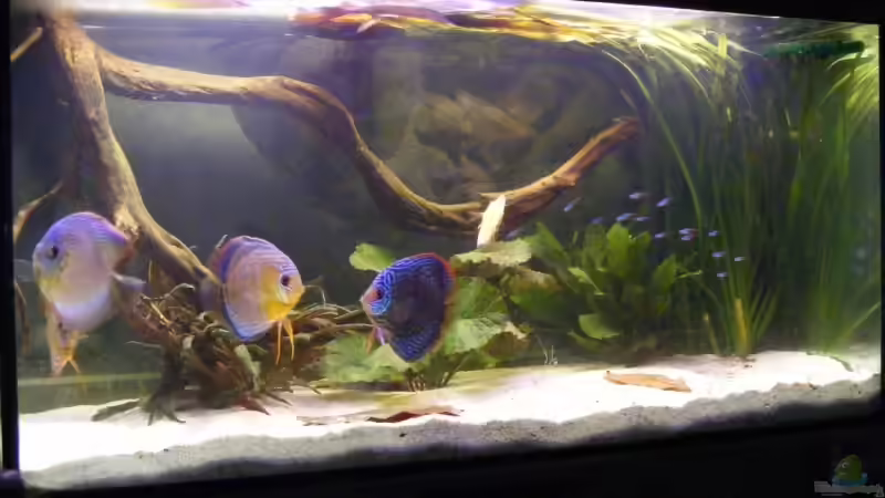 Aquarium Becken 11135 von Tummelratte (3)