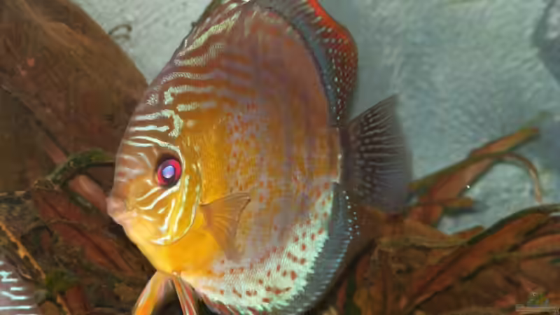 Aquarium Becken 11135 von Tummelratte (4)