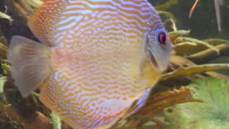 Aquarium Becken 11135 von Tummelratte (5)