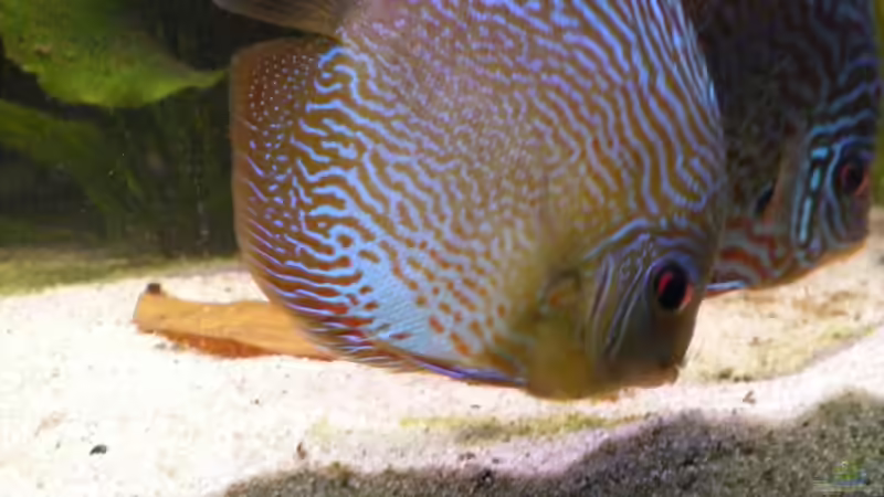 Aquarium Becken 11135 von Tummelratte (6)