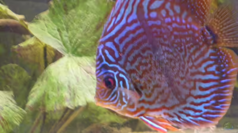 Aquarium Becken 11135 von Tummelratte (8)