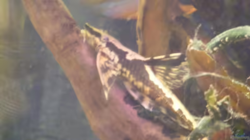 Aquarium Becken 11135 von Tummelratte (9)