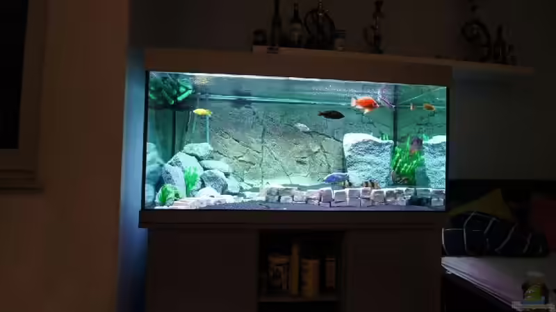 Aquarium Becken 11140 von Padi (3)