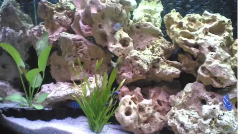 Aquarium Becken 1116 von Richard Lischka (2)