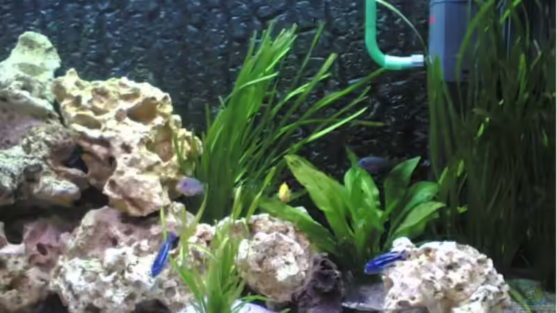 Aquarium Becken 1116 von Richard Lischka (3)