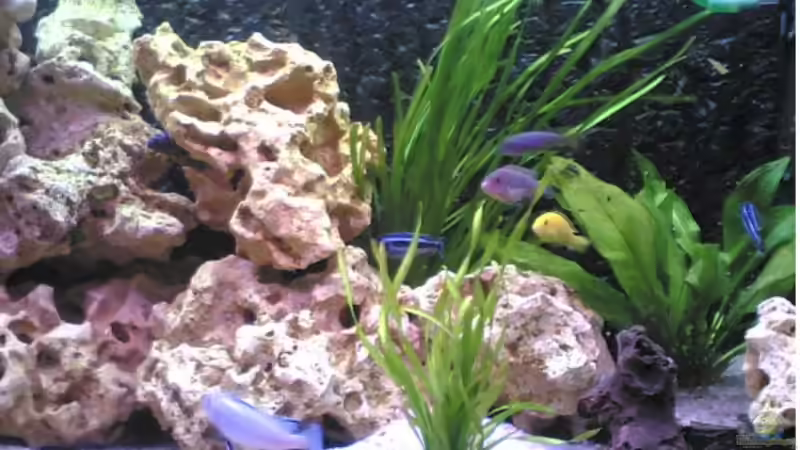 Aquarium Becken 1116 von Richard Lischka (4)