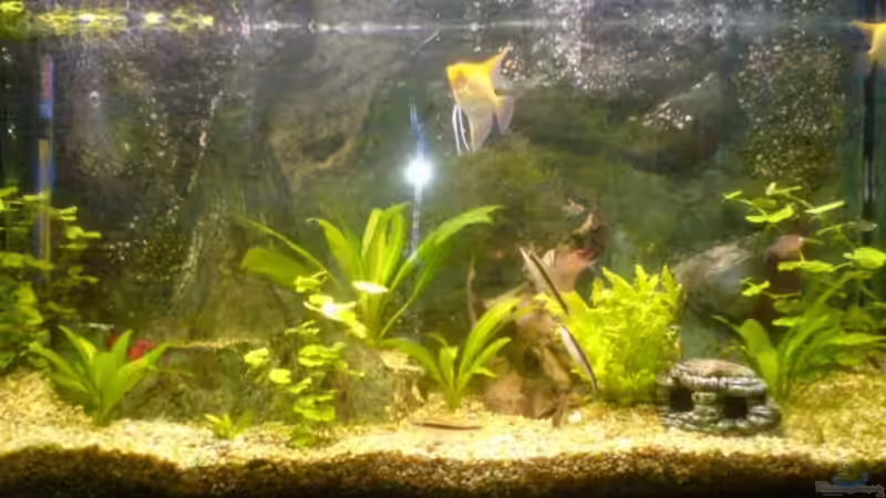 Aquarium Becken 11168 von Volker Prager (2)