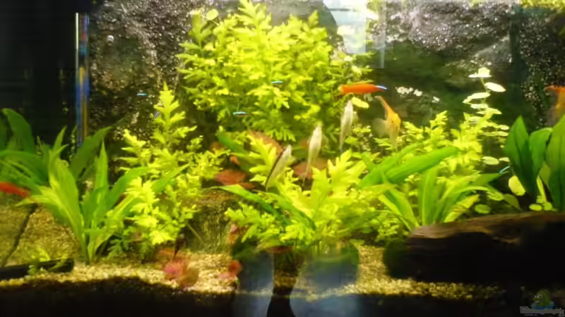 Aquarium Becken 11168 von Volker Prager (3)