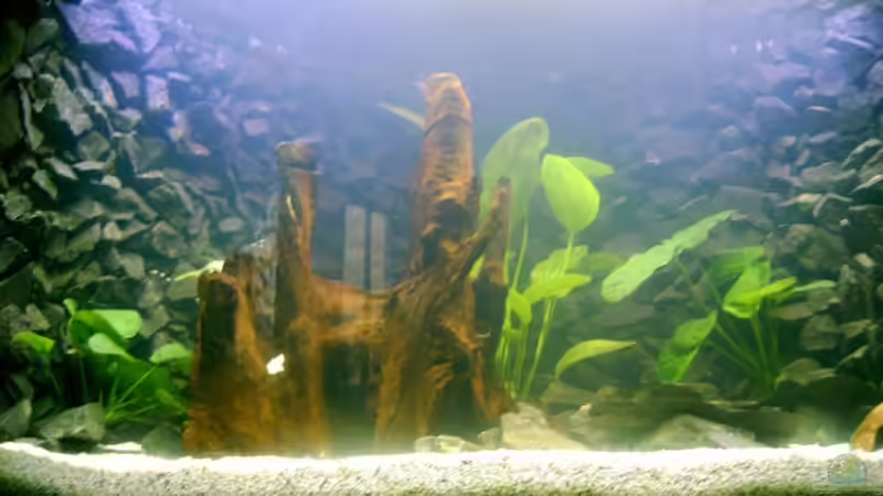 Aquarium Becken 11170 von Alexander Stein (2)