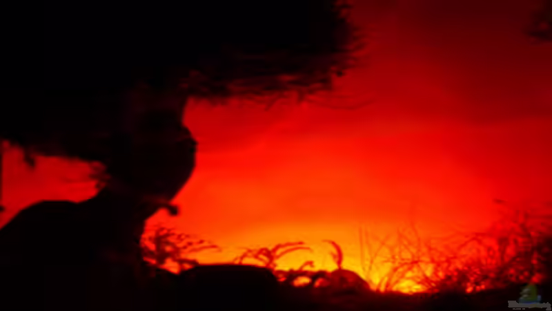 Aquarium Becken 11178 von Pascal Kapphan (3)