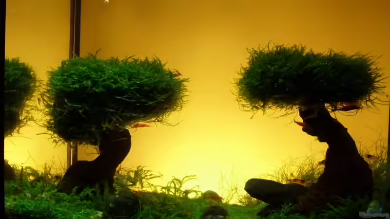 Aquarium Becken 11178 von Pascal Kapphan (4)