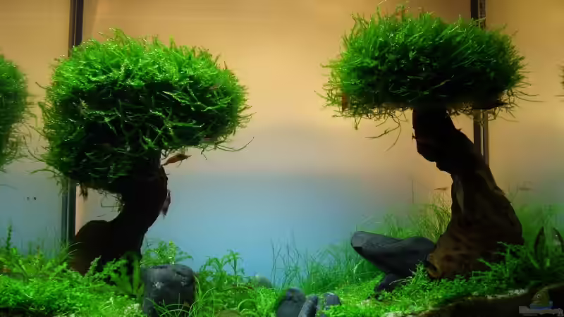 Aquarium Becken 11178 von Pascal Kapphan (5)