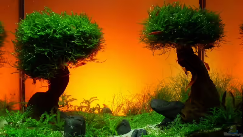 Aquarium Becken 11178 von Pascal Kapphan (6)