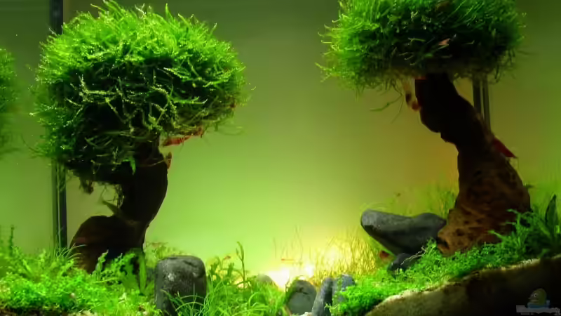 Aquarium Becken 11178 von Pascal Kapphan (8)