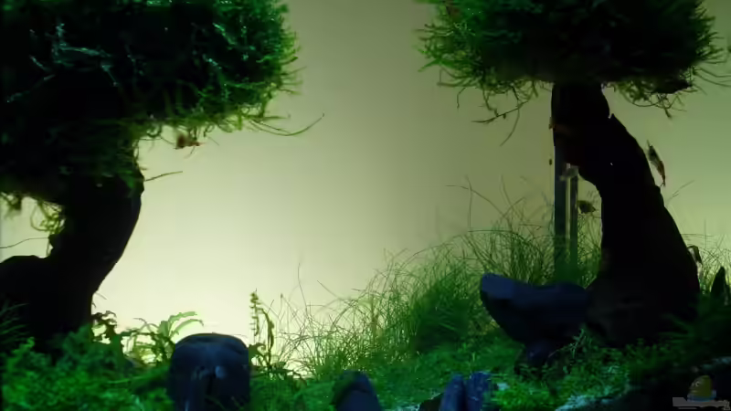 Aquarium Becken 11178 von Pascal Kapphan (9)