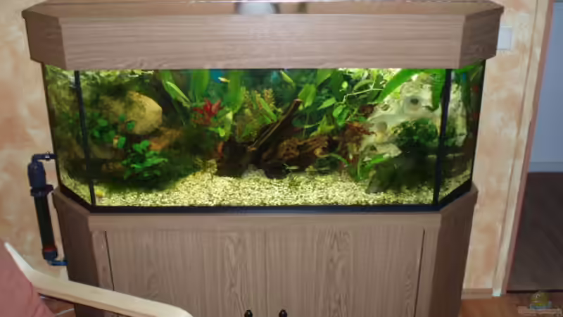 Aquarium Becken 11189 von Jason (2)