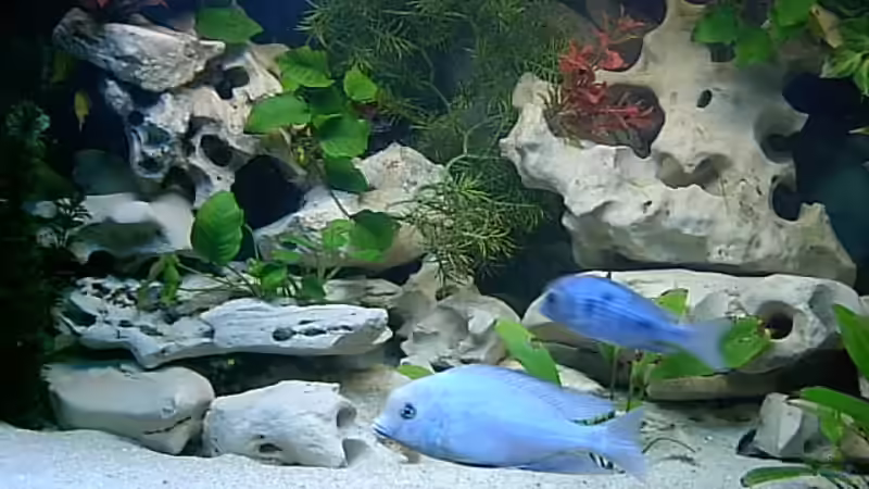 Aquarium Becken 1120 von Steffen Langer (2) (12)