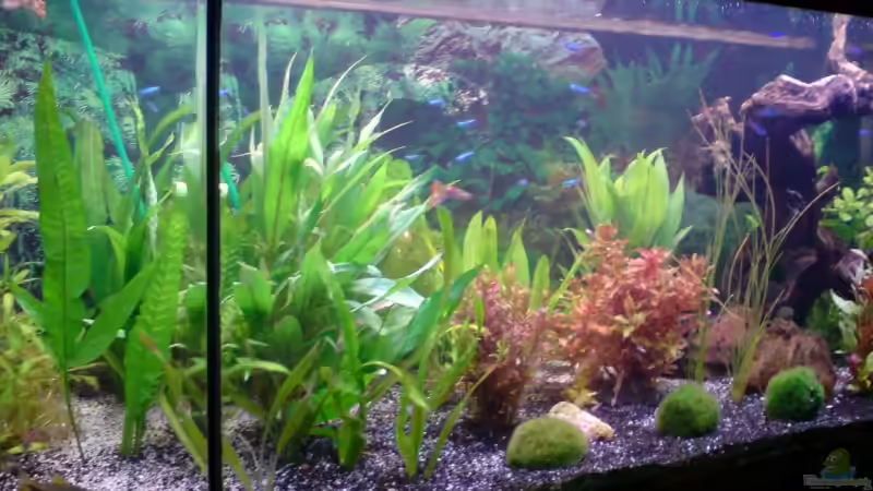 Aquarium Becken 11211 von Fransenlippler (3)
