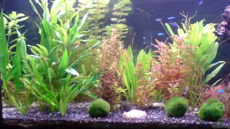 Aquarium Becken 11211 von Fransenlippler (6)