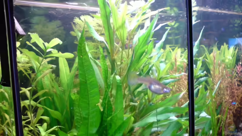 Aquarium Becken 11211 von Fransenlippler (9)