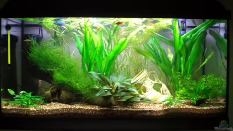 Aquarium Becken 11212 von Michael Meyer (2)