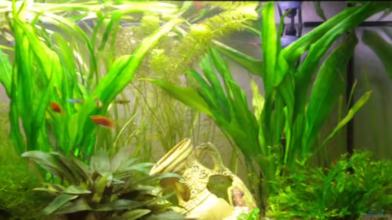 Aquarium Becken 11212 von Michael Meyer (4)