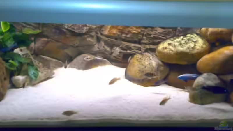 Aquarium Becken 11236 von Northernlights (2)