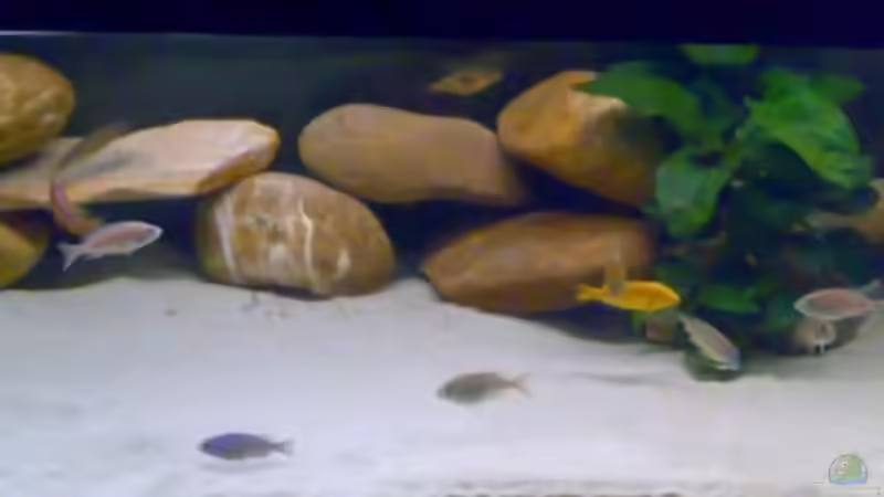 Aquarium Becken 11236 von Northernlights (4)