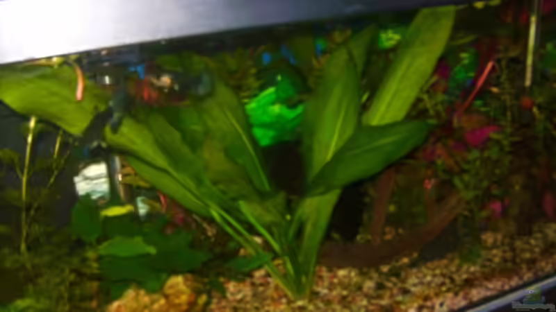 Aquarium Becken 11244 von wert (2)