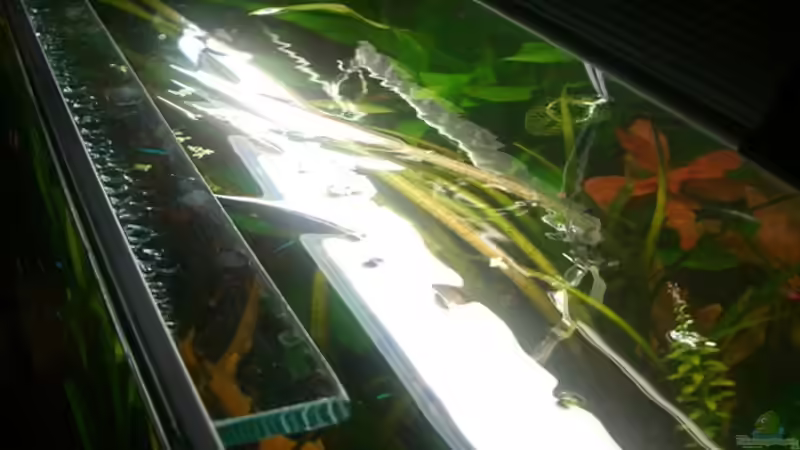 Aquarium Becken 11259 von Stifflersmom76 (3)