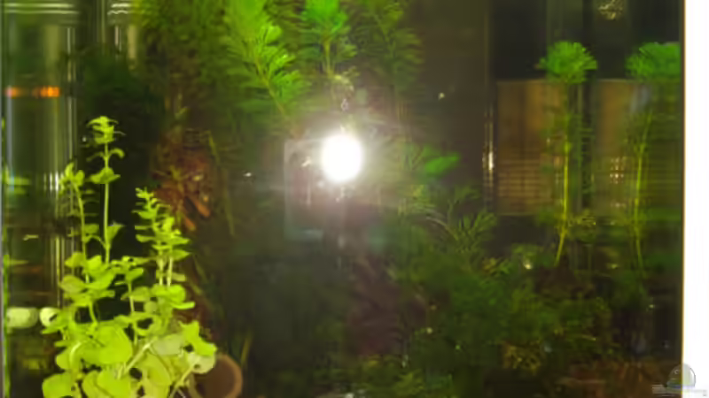 Aquarium Becken 11276 von Andreas Deutschmann (2)