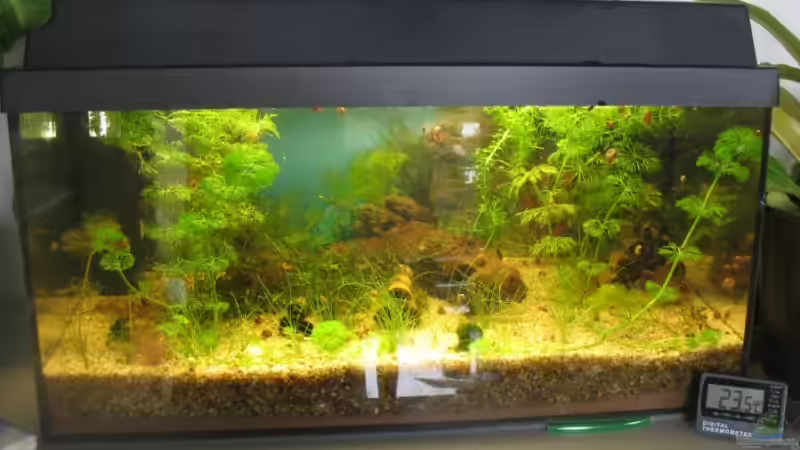 Aquarium Becken 11295 von MaikHoehne (2)