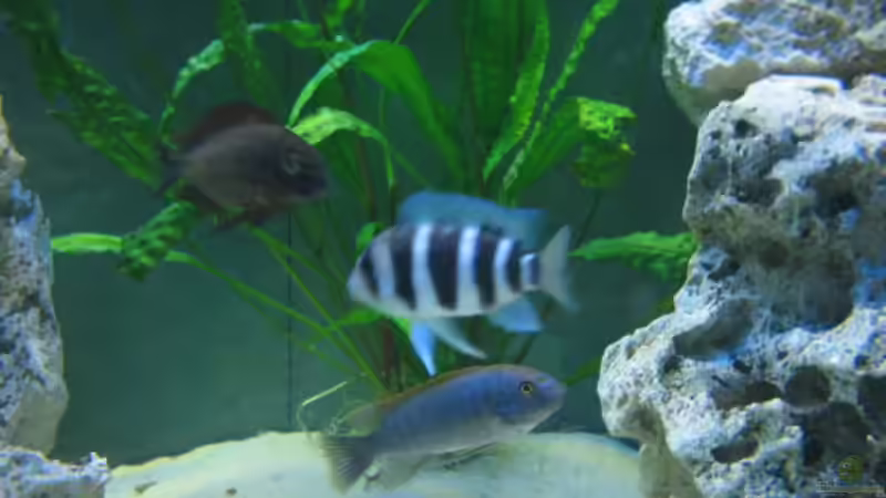 Aquarium Becken 1130 von Marvin Michel (4)