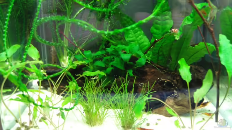 Aquarium Becken 11311 von Dundee (2)