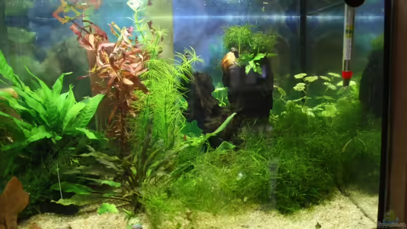 Aquarium Becken 11314 von Freddy (3)