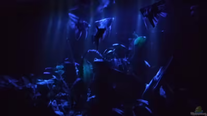 Aquarium Becken 11316 von Frank Broneske (5)