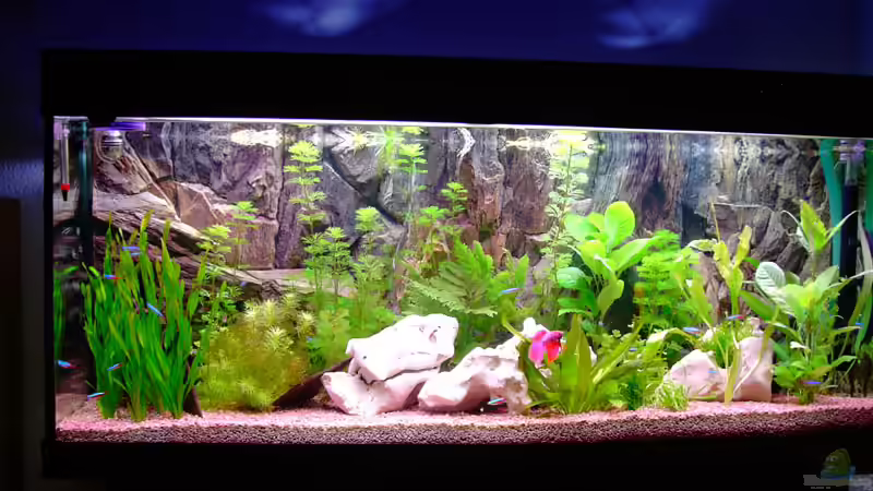 Aquarium Becken 1136 von Steve Knöfler (2)