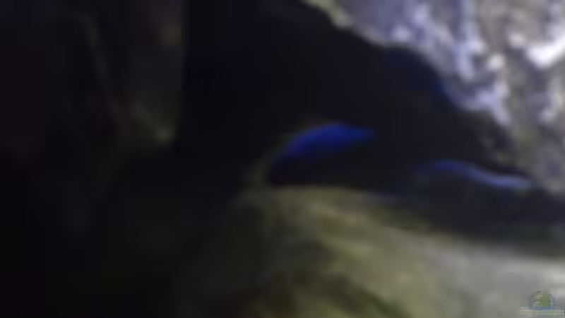 Aquarium Becken 11362 Nur noch als Beispiel von Antonio Di Simone (2)