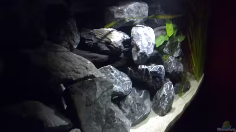 Aquarium Becken 11362 Nur noch als Beispiel von Antonio Di Simone (4)