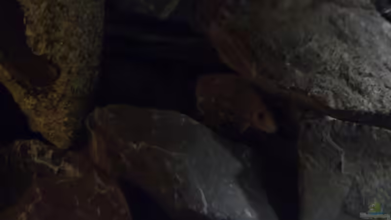 Aquarium Becken 11362 Nur noch als Beispiel von Antonio Di Simone (6)