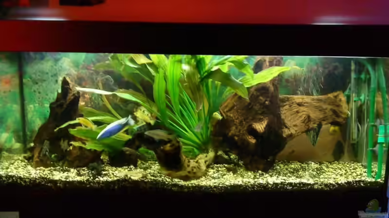 Aquarium Becken 11378 von Sascha Kiefer (2)